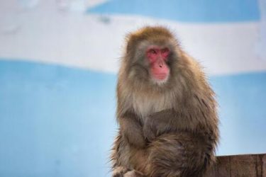 猿の持つスピリチュアルな力と発信するスピリチュアルメッセージとは？