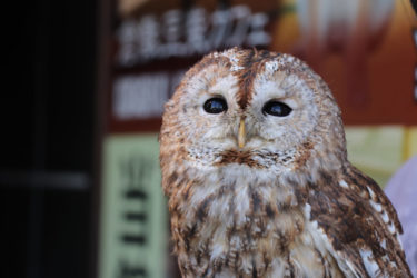 フクロウの守護動物霊がよく発信する三つのスピリチュアルメッセージ