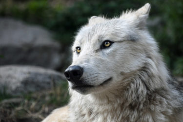 オオカミの守護霊（守護動物霊）の能力や犬の動物霊との関係について