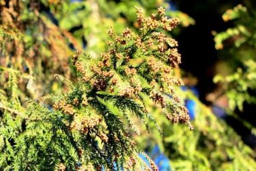 花粉症の4つのスピリチュアルな意味とは？