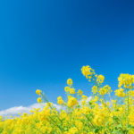 菜の花が持つスピリチュアルな意味や力、おすすめの活用法とは？